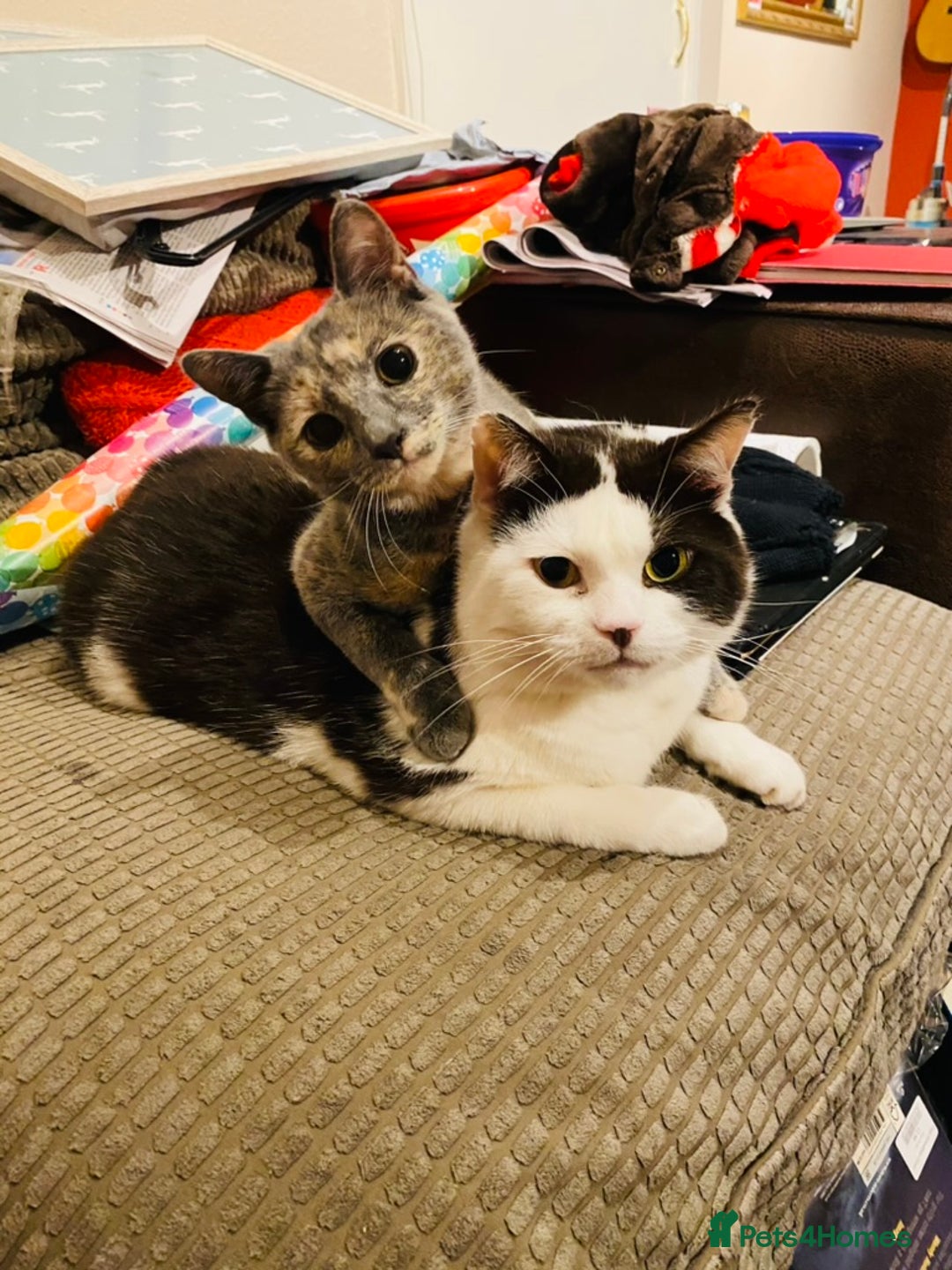 Mixed Breed cats for sale: Beautiful Layla needs a new family - Advert 17