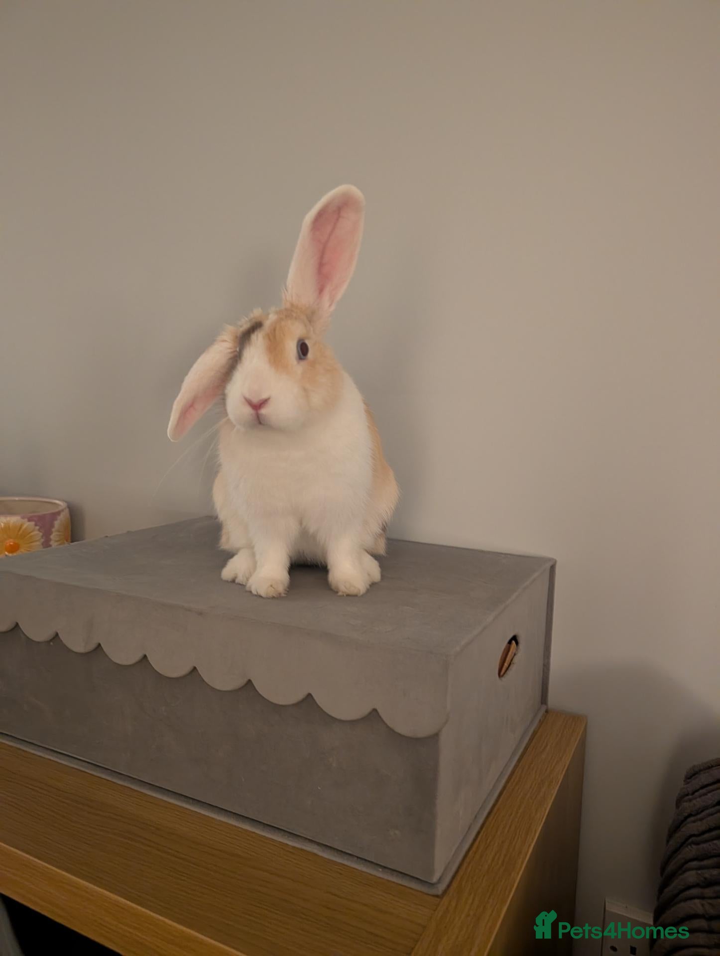 Mixed Breed rabbits Molly  - Advert 1