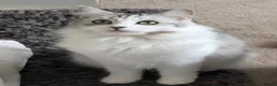 Persian cats for sale: Beautiful sweet Bella for re homing.  - Advert 3
