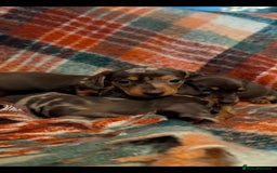 Dachshund dogs for sale: 4 gorgeous puppies for sale - Image 35