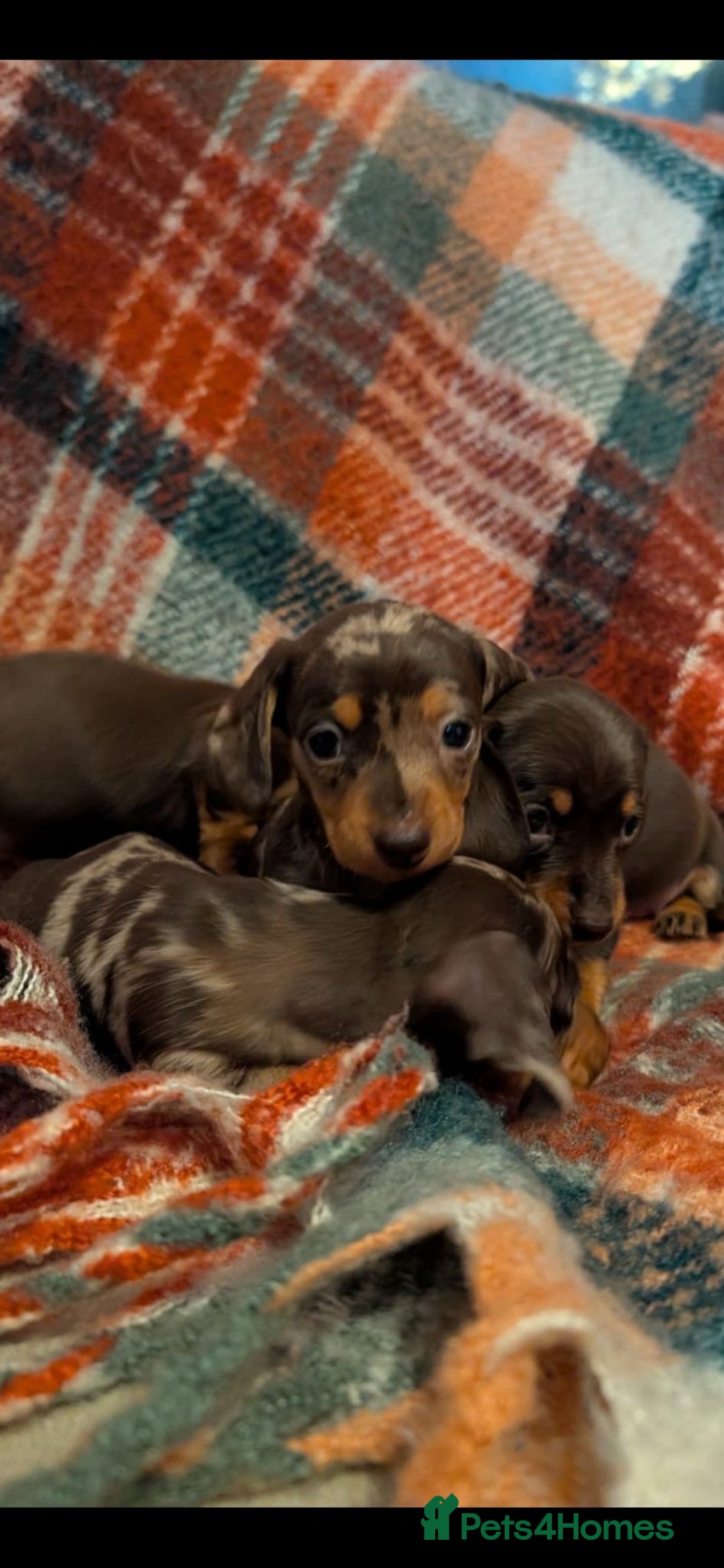 Dachshund dogs for sale: 4 gorgeous puppies for sale - Image 35