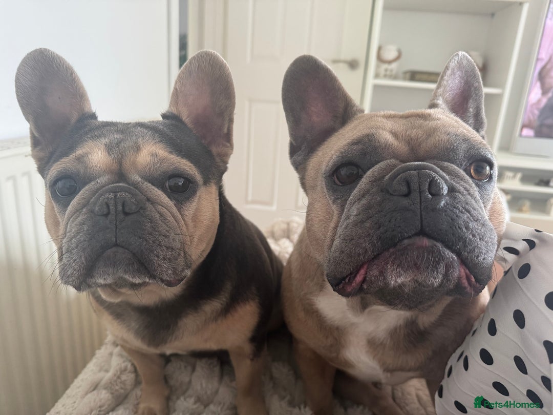 French Bulldog dogs for sale: Rehoming of Shelby and Stitch  - Advert 3