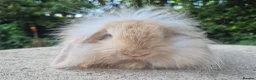 Angora rabbits for sale: 💜READY NOW-STUNNING TEDDYWIDDER X MINI LOP BABIES - Advert 6