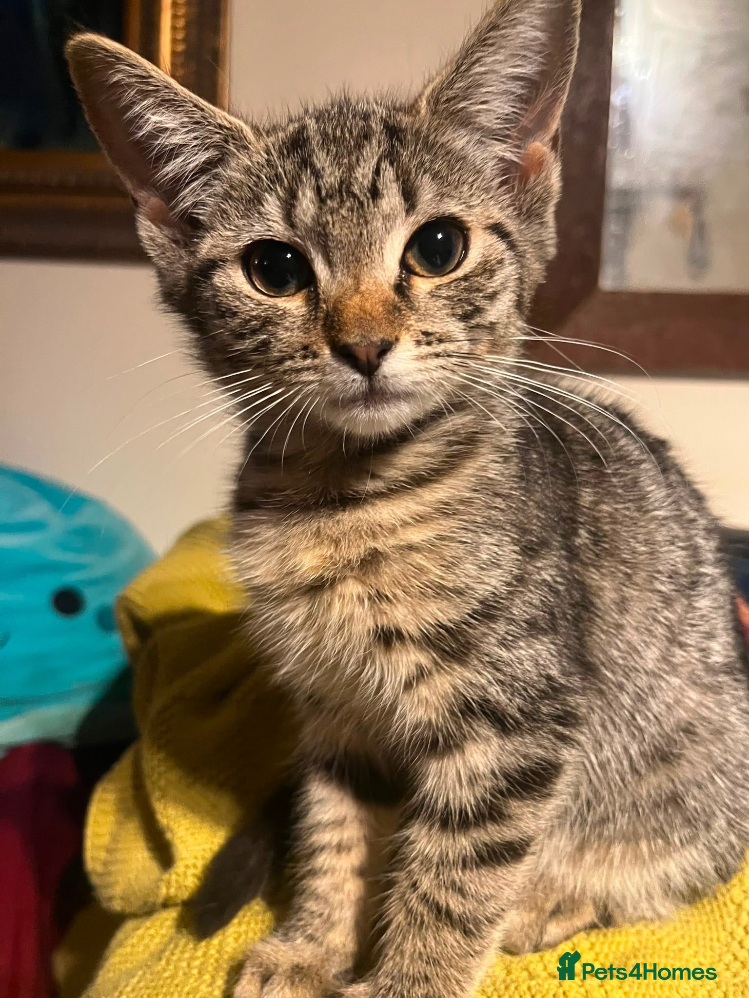 British Shorthair cats Kittens - Advert 1