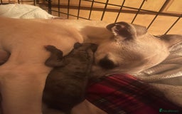 Whippet dogs for sale: Gorgeous KC Whippet Pups - Image 6