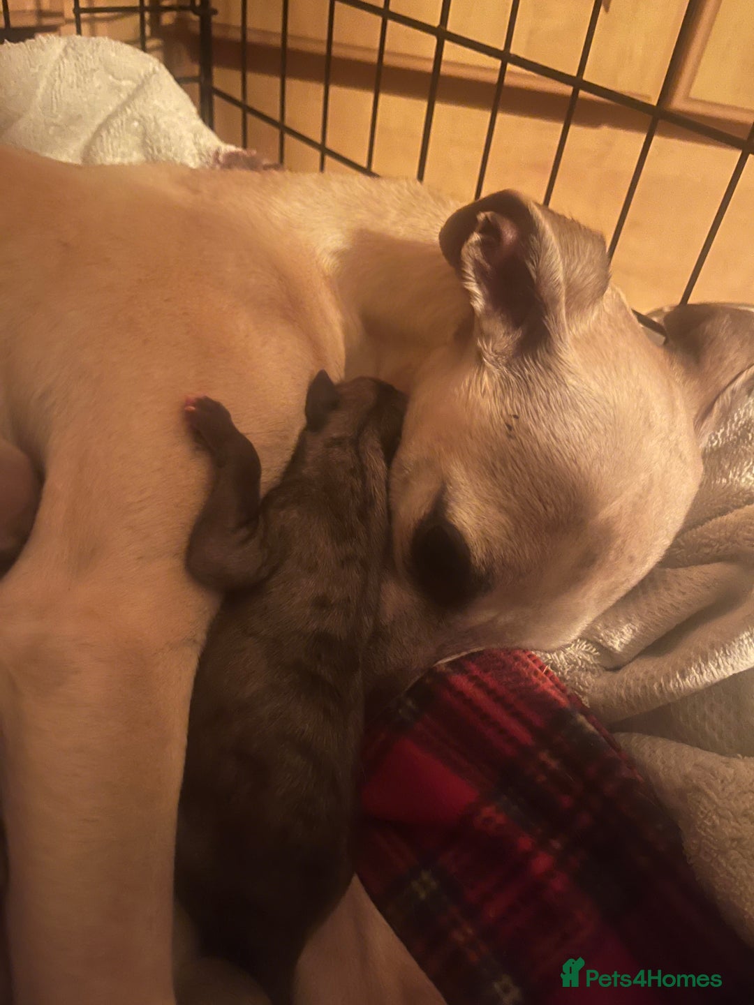 Whippet dogs for sale: Gorgeous KC Whippet Pups - Image 6