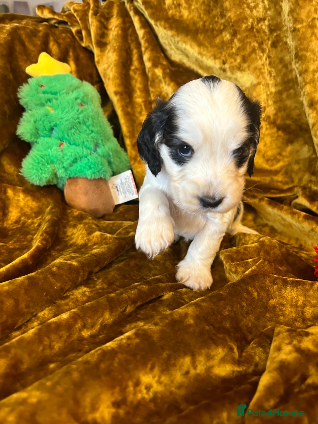 Cocker Spaniel dogs for sale: KC registered, health tested, Show cocker spaniels - Advert 30