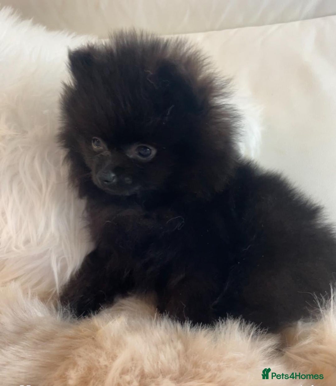 Pomeranian dogs for sale: READY NOW OUTSTANDING KC FEMALE AVALIBLE - Image 14