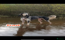 Saluki dogs for sale: KC registered saluki puppies (American bloodlines) - Image 10