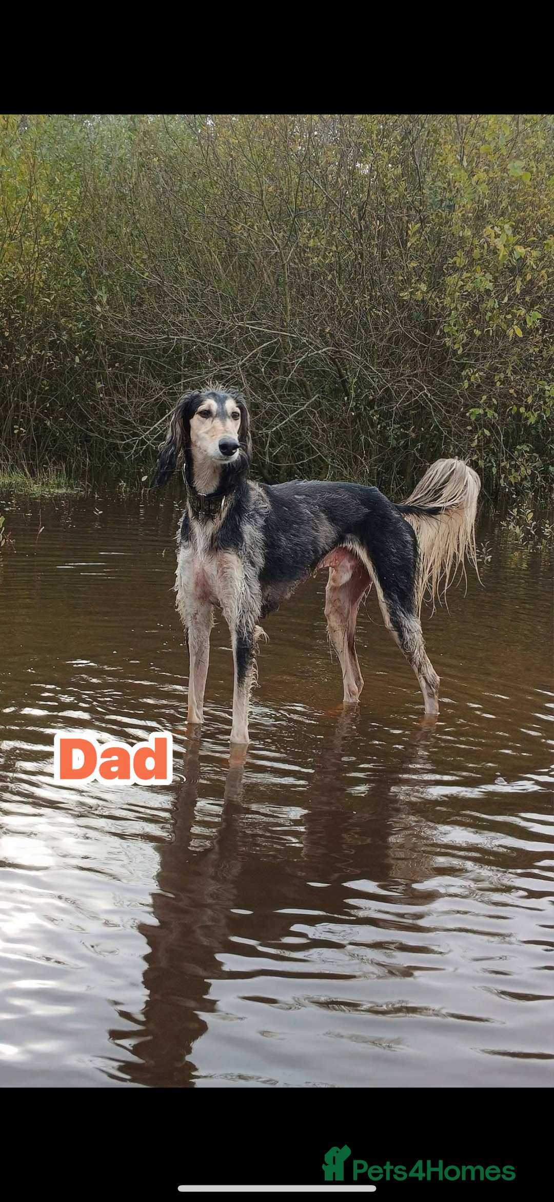 Saluki dogs for sale: KC registered saluki puppies (American bloodlines) - Image 10