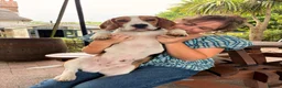 Beagle dogs for sale: 10 month old male beagle  in Winchester - Advert 6