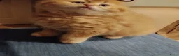 Scottish Fold cats for sale: 3 ginger girls and one boy available    - Advert 28
