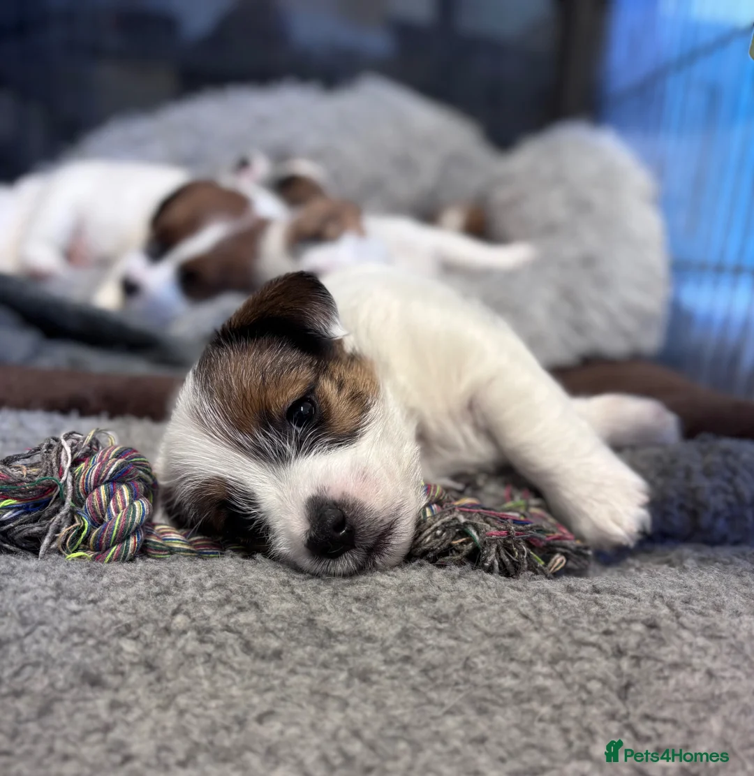 Jack Russell dogs for sale: 2 Boys left ready for their new homes. in Newcastle upon Tyne - Advert 5