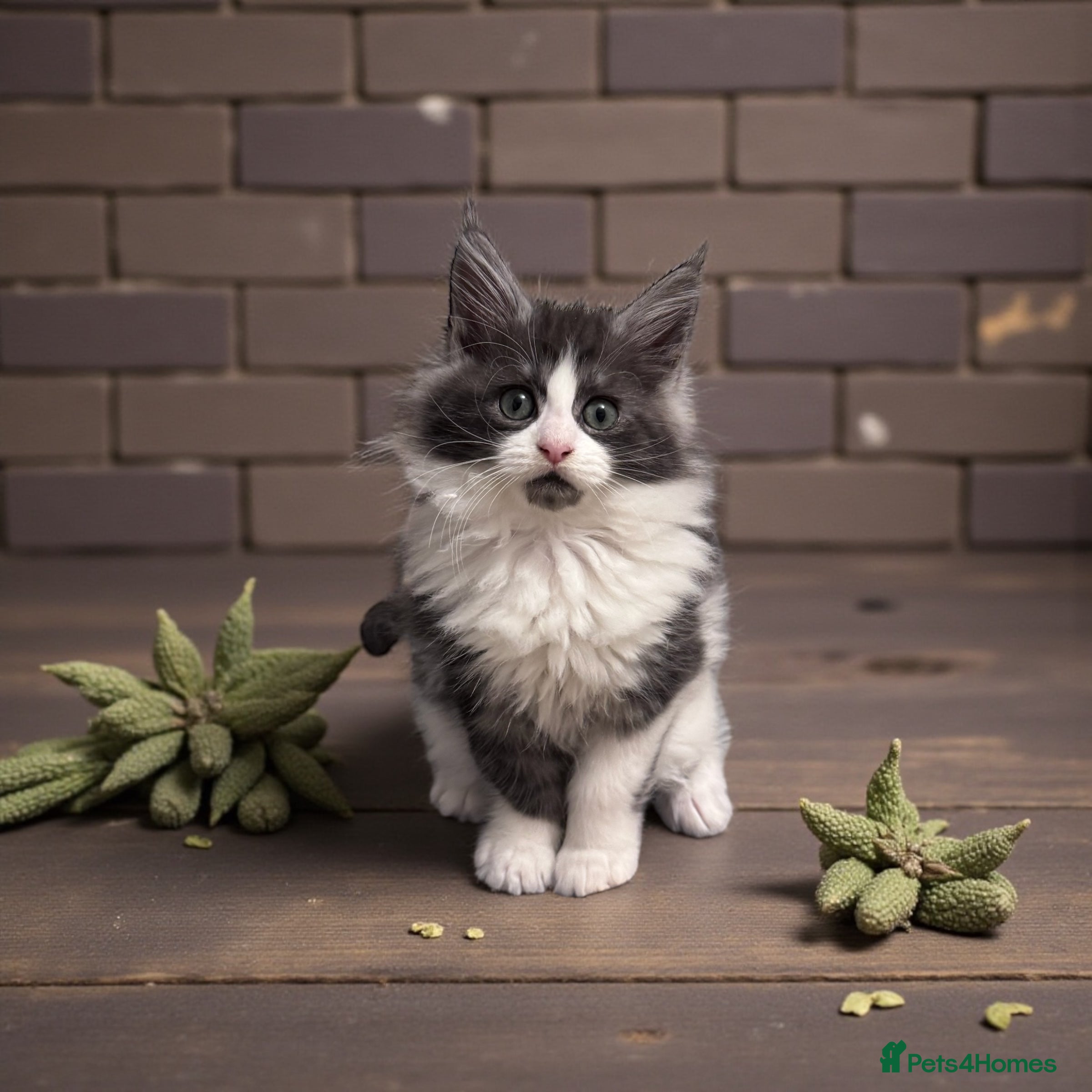 Maine Coon cats 🌟🌟Beautiful  Maine Coon kittens 🌟🌟🌟 - Advert 6