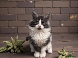 Maine Coon cats 🌟🌟Beautiful Maine Coon kittens 🌟🌟🌟 - Advert 4