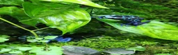 Frog reptiles for sale: Two Adult Koetari River Dart Frogs Sisters - Advert 4