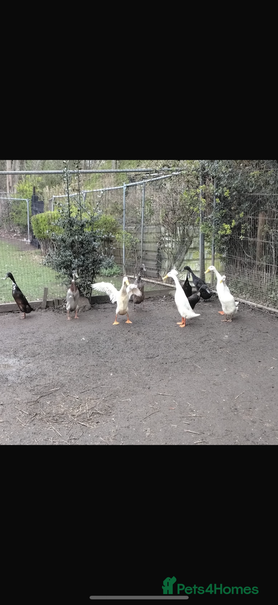 Ducks poultry Indian runner ducks  - Advert 1