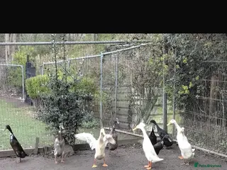 Ducks poultry Indian runner ducks - Advert 1