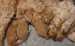 Cockapoo dogs for sale: Gorgeous cockapoo puppies - Image 7