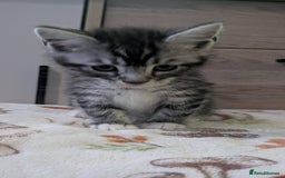 Maine Coon cats for sale: Maine Coon - Image 29