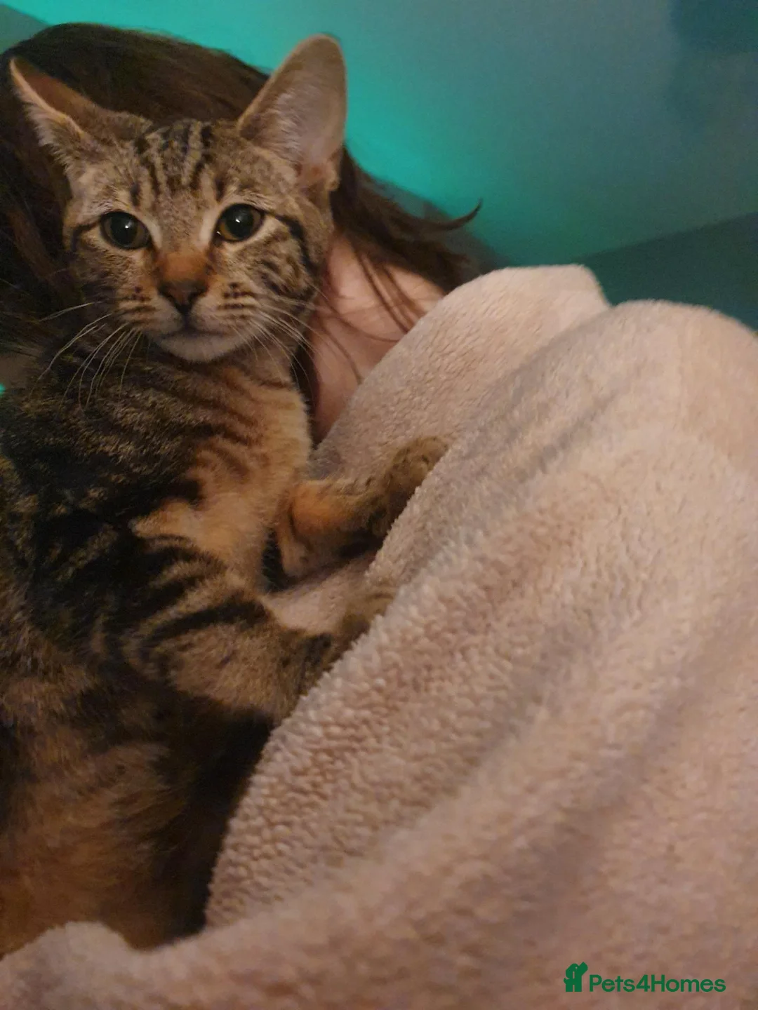 Mixed Breed cats for sale: Withe angora dad x mum toby kittens for sale in Wisbech - Advert 12