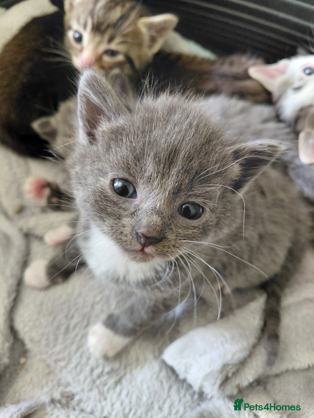 Mixed Breed cats for sale: Beautiful kittens - Image 9
