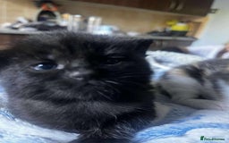 British Longhair cats for sale: Bibbles the kitten - Image 1