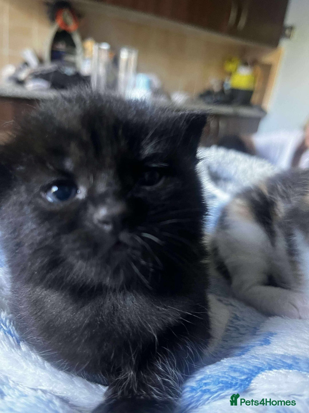 British Longhair cats for sale: Bibbles the kitten - Image 1