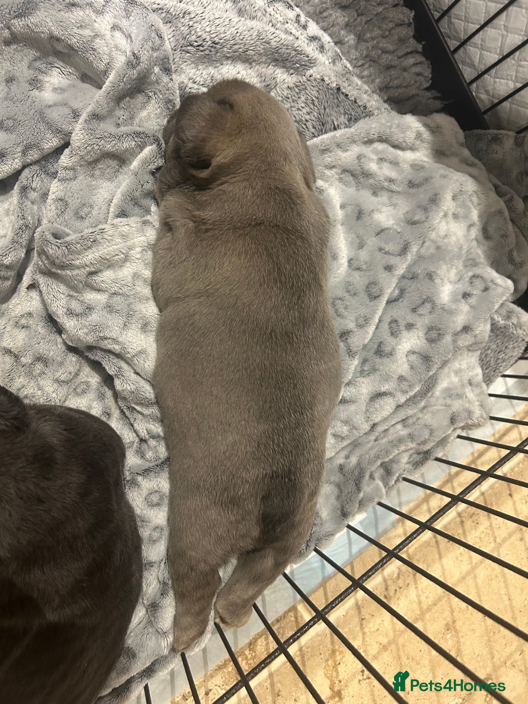 French Bulldog dogs for sale: French bulldog pups  - Advert 22