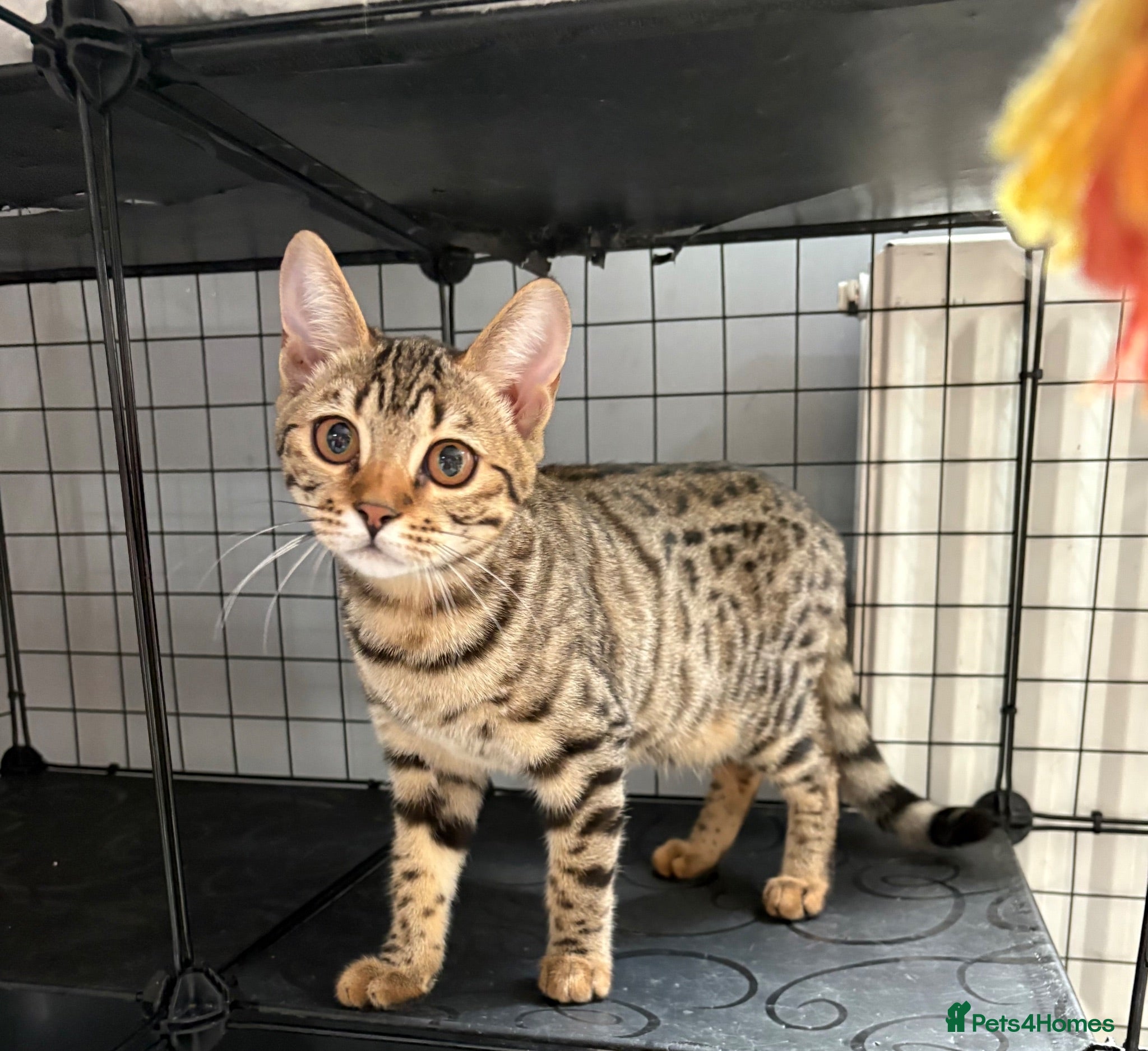 Bengal cats Last beautiful natured bengal cross blue BSH - Advert 17