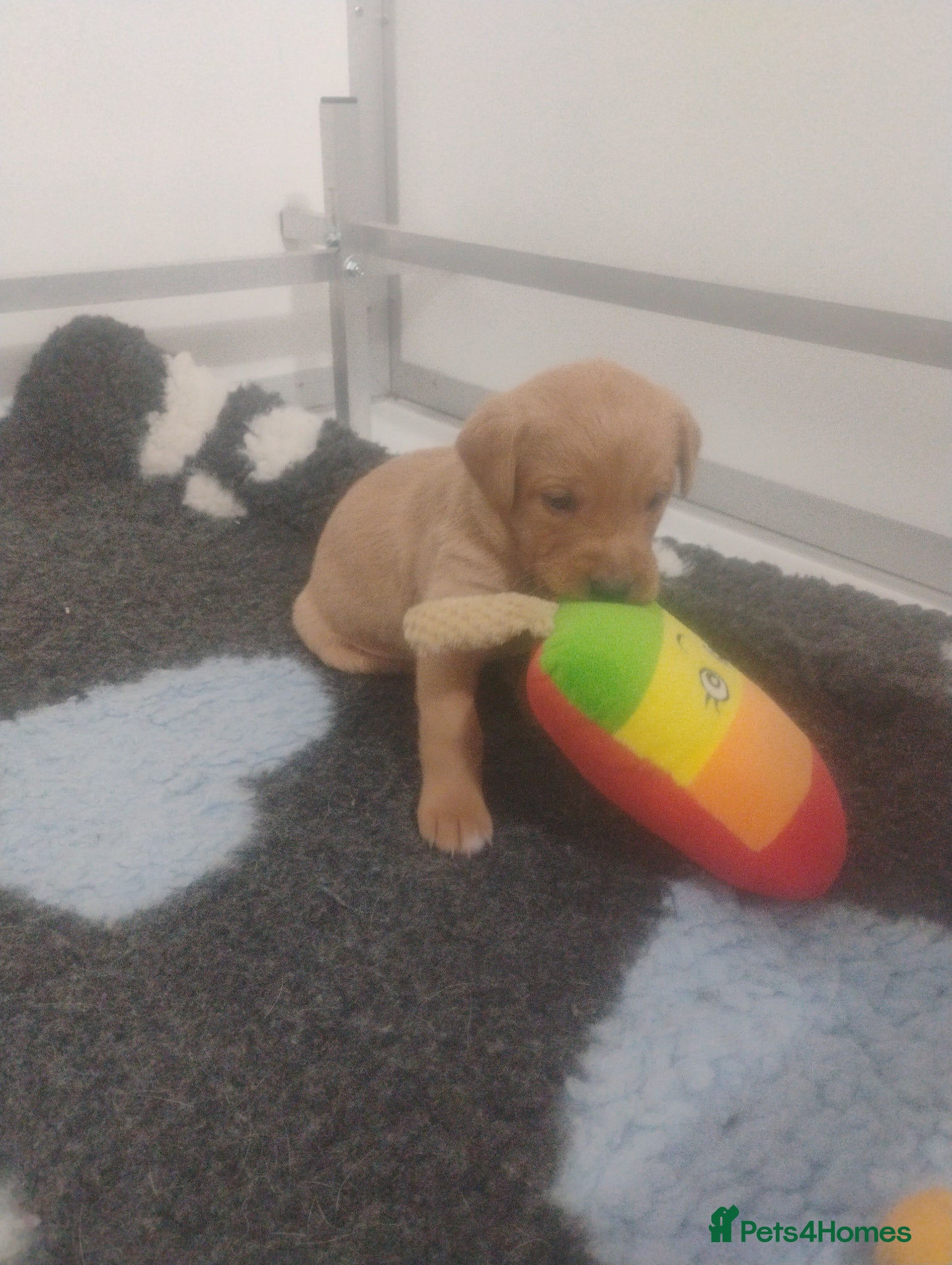 Labrador Retriever dogs Labrador puppies KC Fully health tested parents  - Advert 16