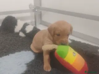 Labrador Retriever dogs Labrador puppies KC Fully health tested parents - Advert 16