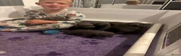 Staffordshire Bull Terrier dogs for sale: Staffordshire bull terrier blue kc reg full ped in Rhyl - Advert 32