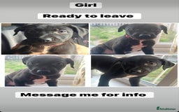 Mixed Breed dogs for sale: Staffy x Belgian Malinos  - Image 31