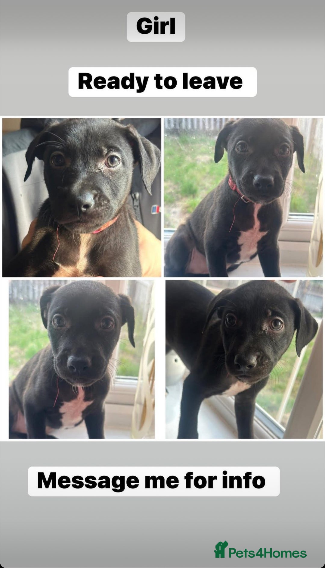 Mixed Breed dogs for sale: Staffy x Belgian Malinos  - Image 31