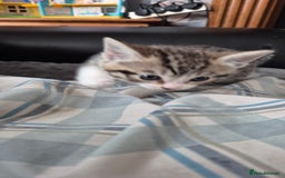 British Shorthair cats for sale: 4 gorgeous kittens for sale! - Image 2