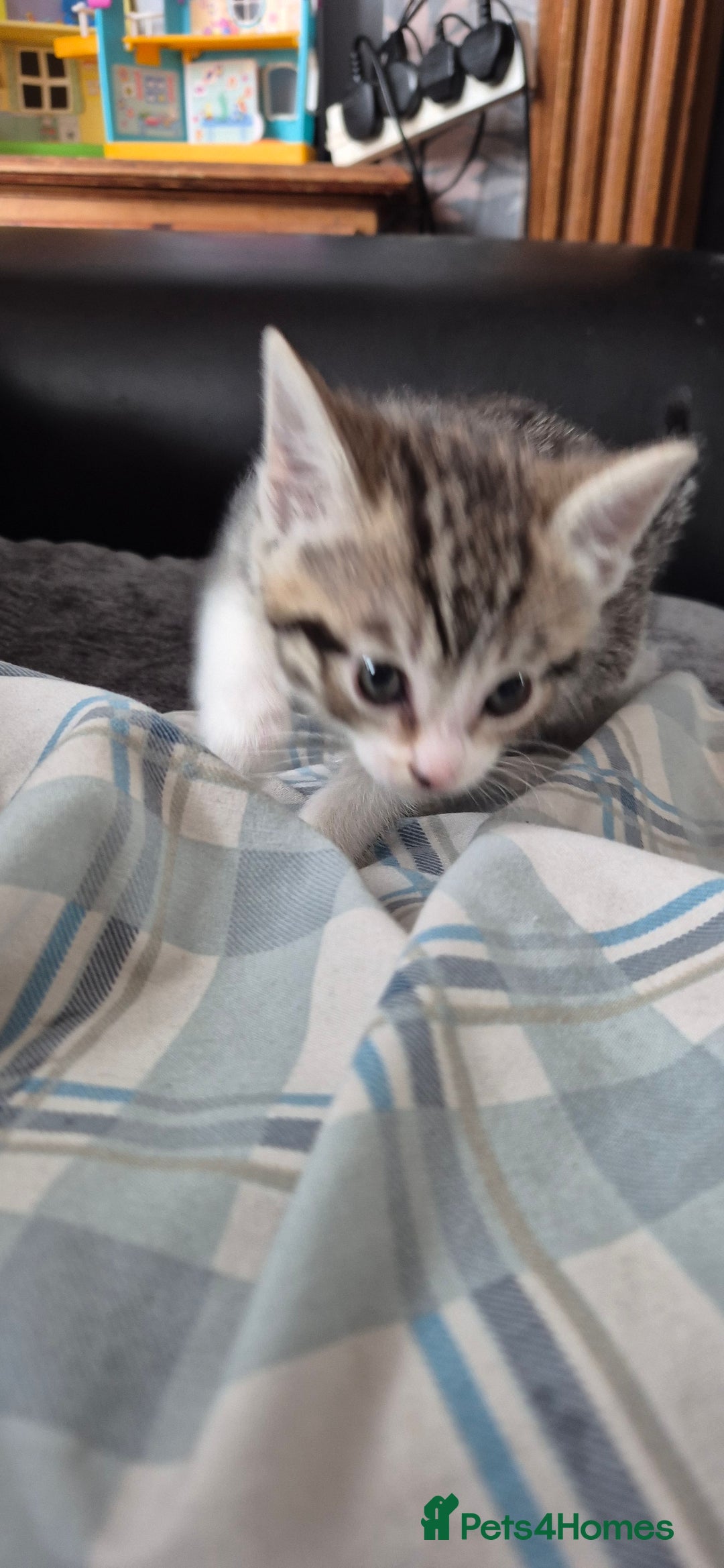 British Shorthair cats for sale: 4 gorgeous kittens for sale! - Image 2