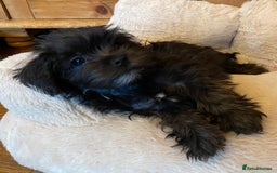 Maltipoo dogs for sale: Ready Now-Stunning Maltipoo Puppies⭐️DNA Tested ⭐️ - Image 1