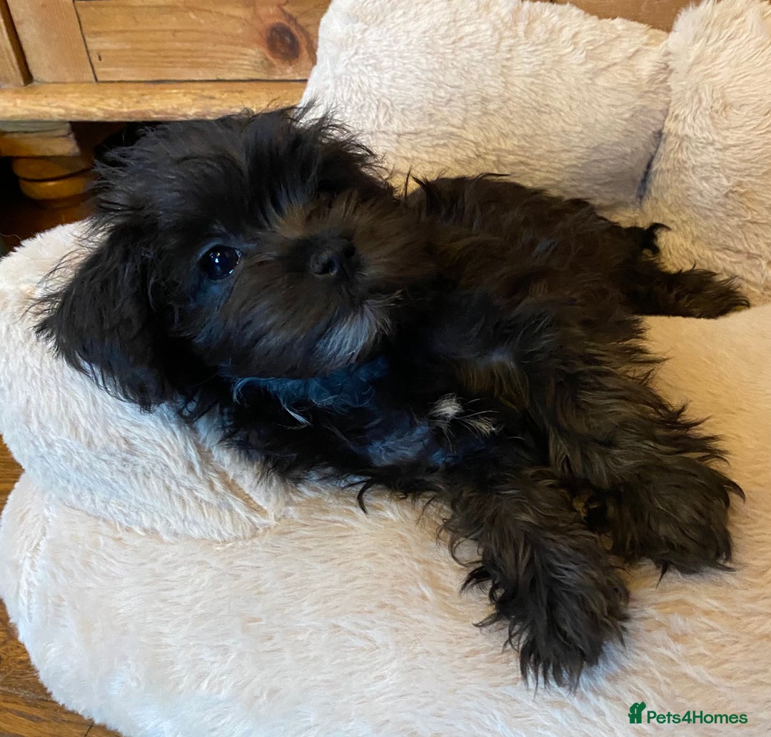 Maltipoo dogs for sale: Ready Now-Stunning Maltipoo Puppies⭐️DNA Tested ⭐️ - Image 1