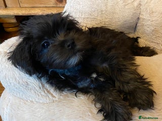 Maltipoo dogs - Advert 29