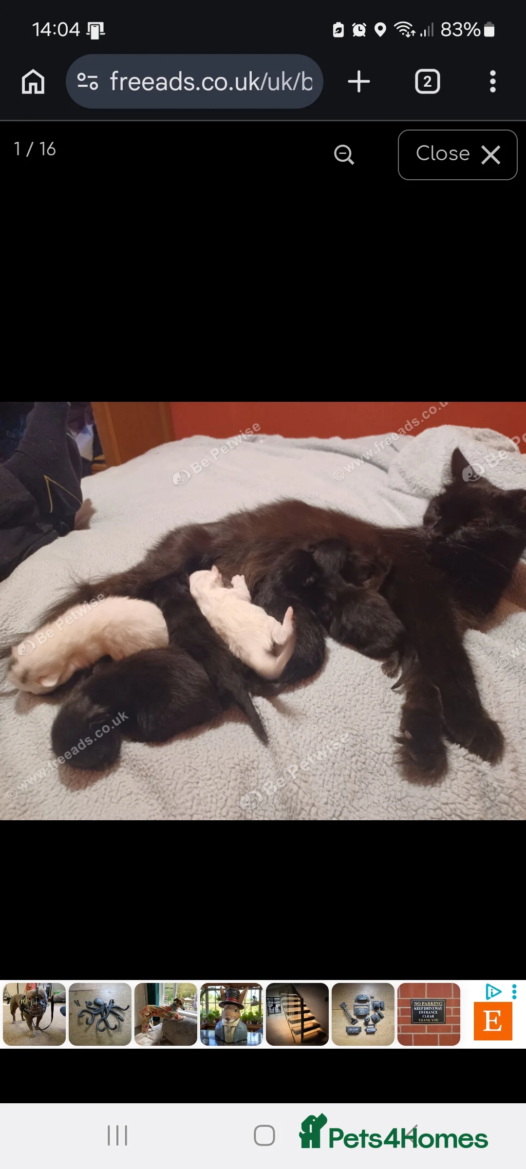 Mixed Breed cats for sale: Main coon cross male kitten 13 weeks - Advert 5