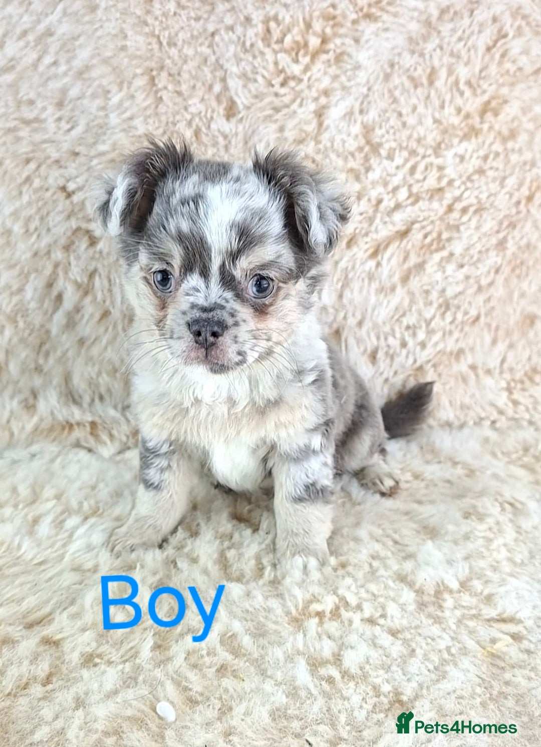 Chihuahua dogs  Chihuahua X French Bulldog Puppies  - Advert 3