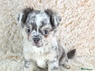 Chihuahua dogs Chihuahua X French Bulldog Puppies - Advert 3