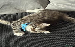 British Shorthair cats for sale: Beautiful BSH 2 male 1 female  - Image 9