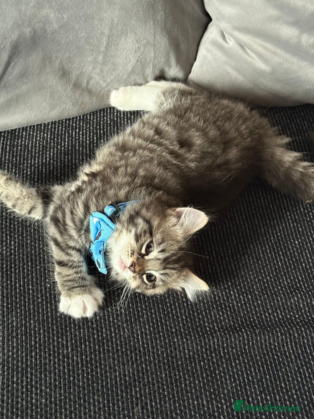 British Shorthair cats for sale: Beautiful BSH 2 male 1 female  - Image 9