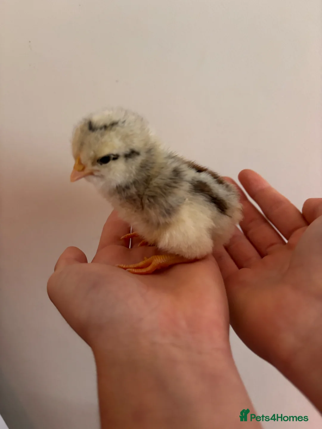 Mixed Breed poultry for sale: Hybrid chicks  in Martock - Advert 2