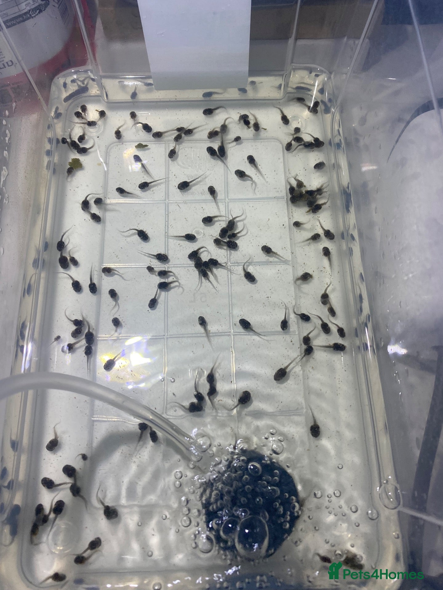 Frog reptiles Amazon Milk Frog Tadpoles  - Advert 1