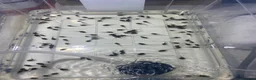 Frog reptiles for sale: Amazon Milk Frog Tadpoles  in Edinburgh - Advert 1
