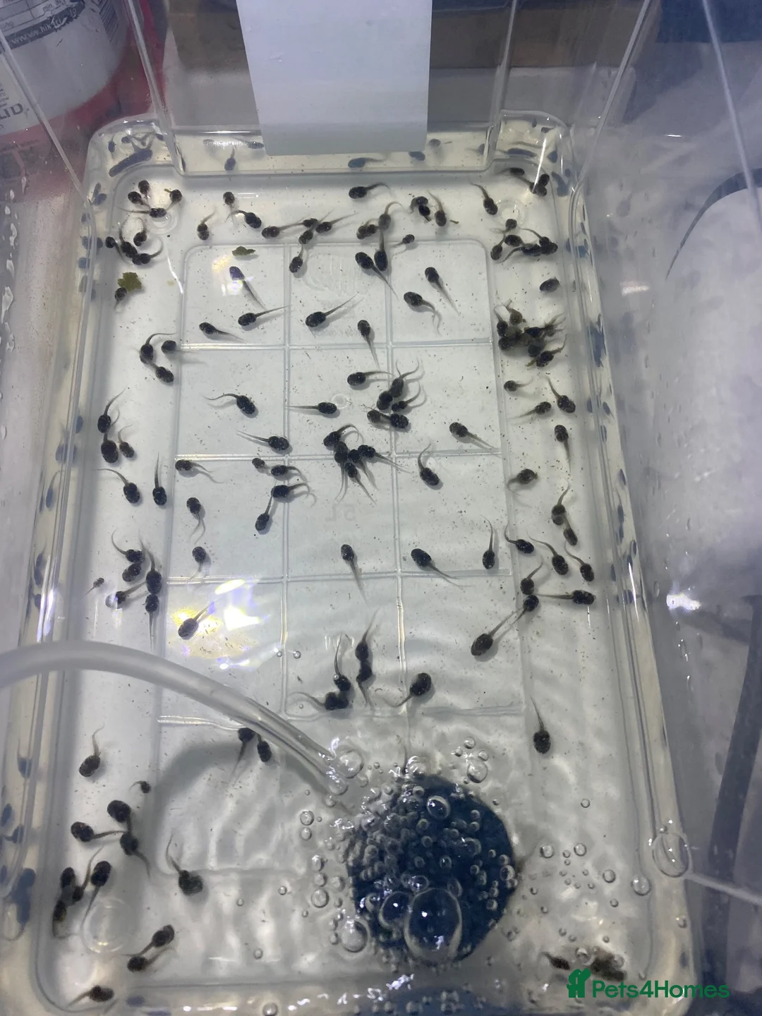 Frog reptiles for sale: Amazon Milk Frog Tadpoles  in Edinburgh - Advert 1