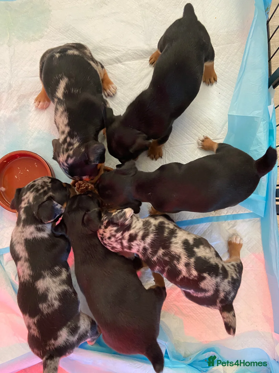 Jack Russell dogs for sale: Exquisite Rare Merle & black & tan - Advert 2